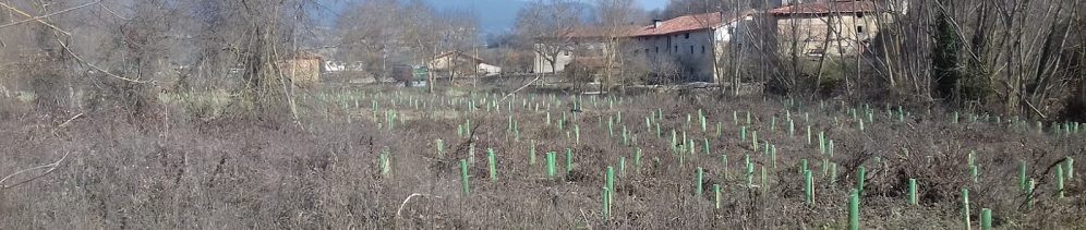 URA ha plantado 11.400 árboles y arbustos en 58.000 metros cuadrados de  riberas de ríos en Álava durante el primer trimestre de 2019 - Gobierno  Vasco - Euskadi.eus