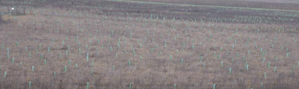 URA ha plantado 4.220 nuevos árboles y arbustos en el humedal de Pedroko en  Agurain - Gobierno Vasco - Euskadi.eus