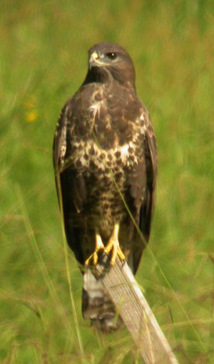 Buteo