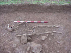 El esqueleto encontrado en el interior de la fosa antes de proceder a su extracción. El esqueleto encontrado en el interior de la fosa antes de proceder a su extracción.
