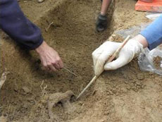 Comienzo de aparición de los primeros restos. Comienzo de aparición de los primeros restos.