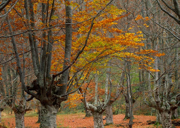 bosque